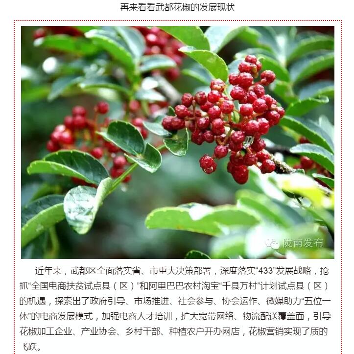 5.28億！一場(chǎng)盛會(huì)，武都花椒“火”了